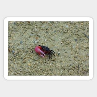 Cute Fiddler Crab Sticker